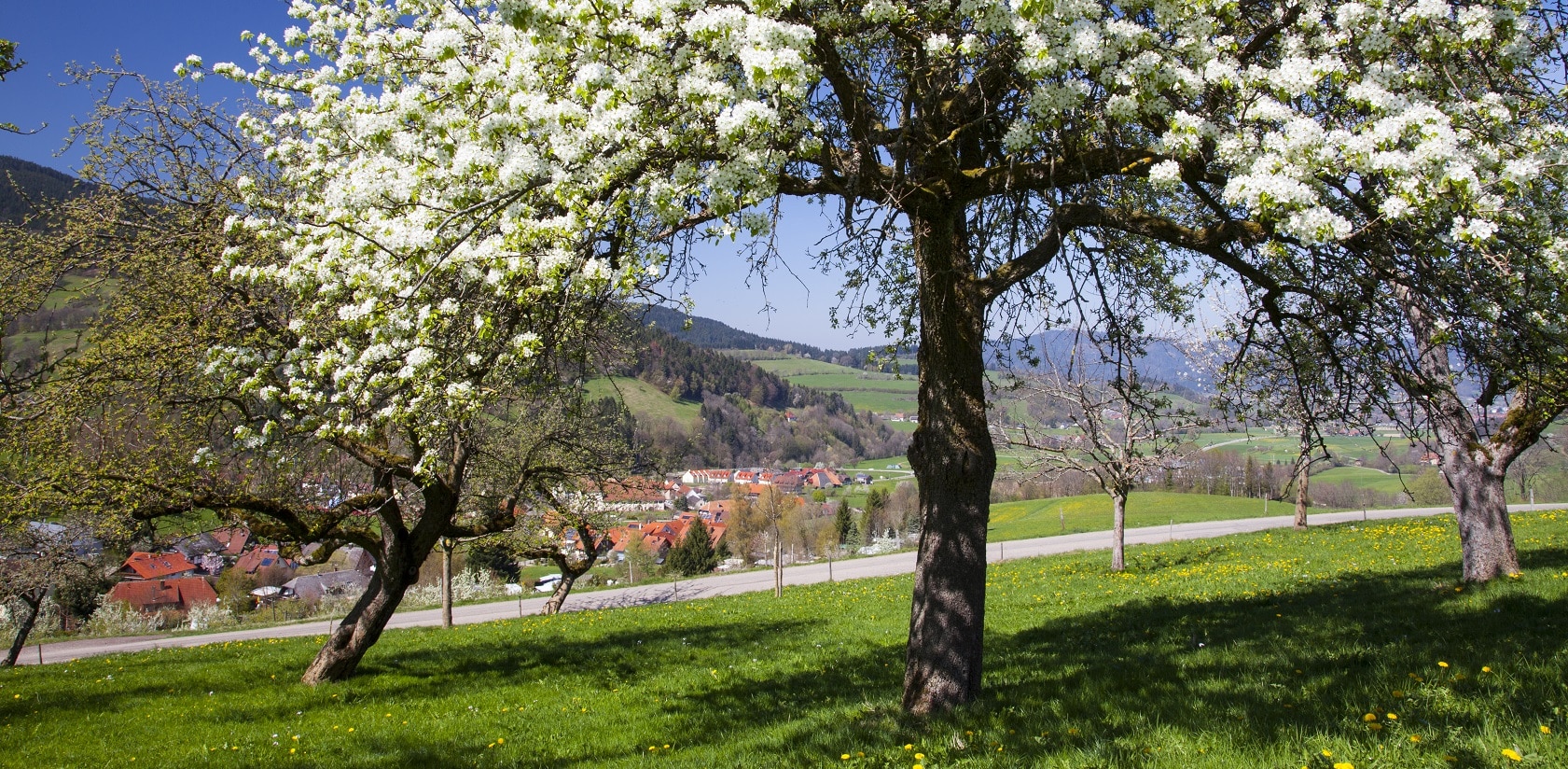 Regionale Wertschöpfung steigern, Identität stärken: Lenkungskreis des Biosphärengebiets Schwarzwald entscheidet über neue Förderanträge