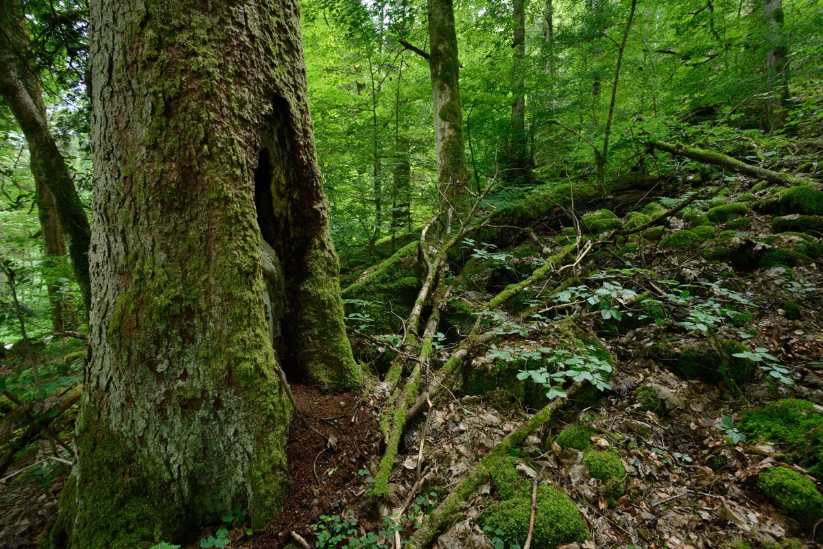 200 Hektar mehr Bannwälder zur Stärkung der biologischen Vielfalt