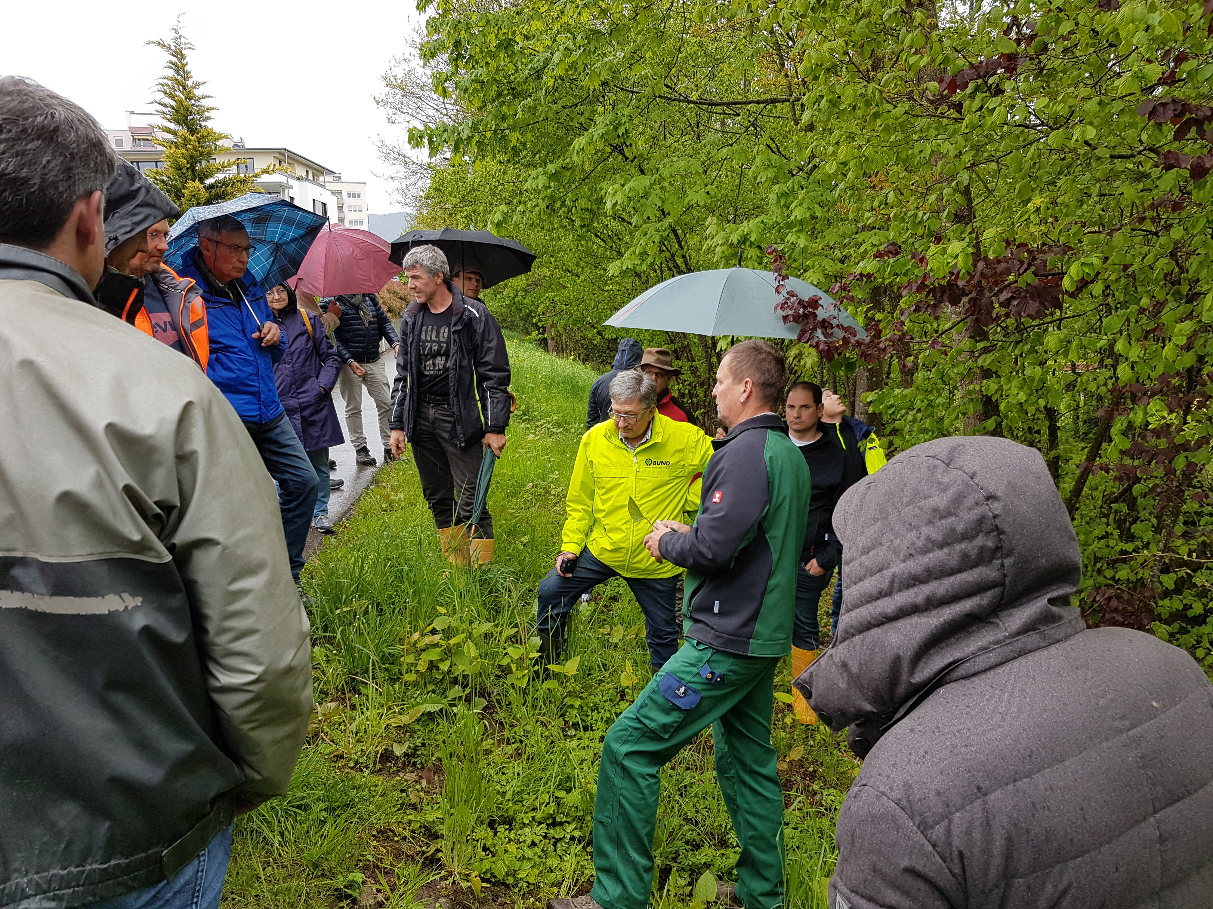 „Stopp den Staudenknöterich“: Mehr als 50 Experten und ehrenamtliche Naturschützer diskutieren in Schopfheim (Kreis Lörrach) die Regulierung der invasiven Pflanze
