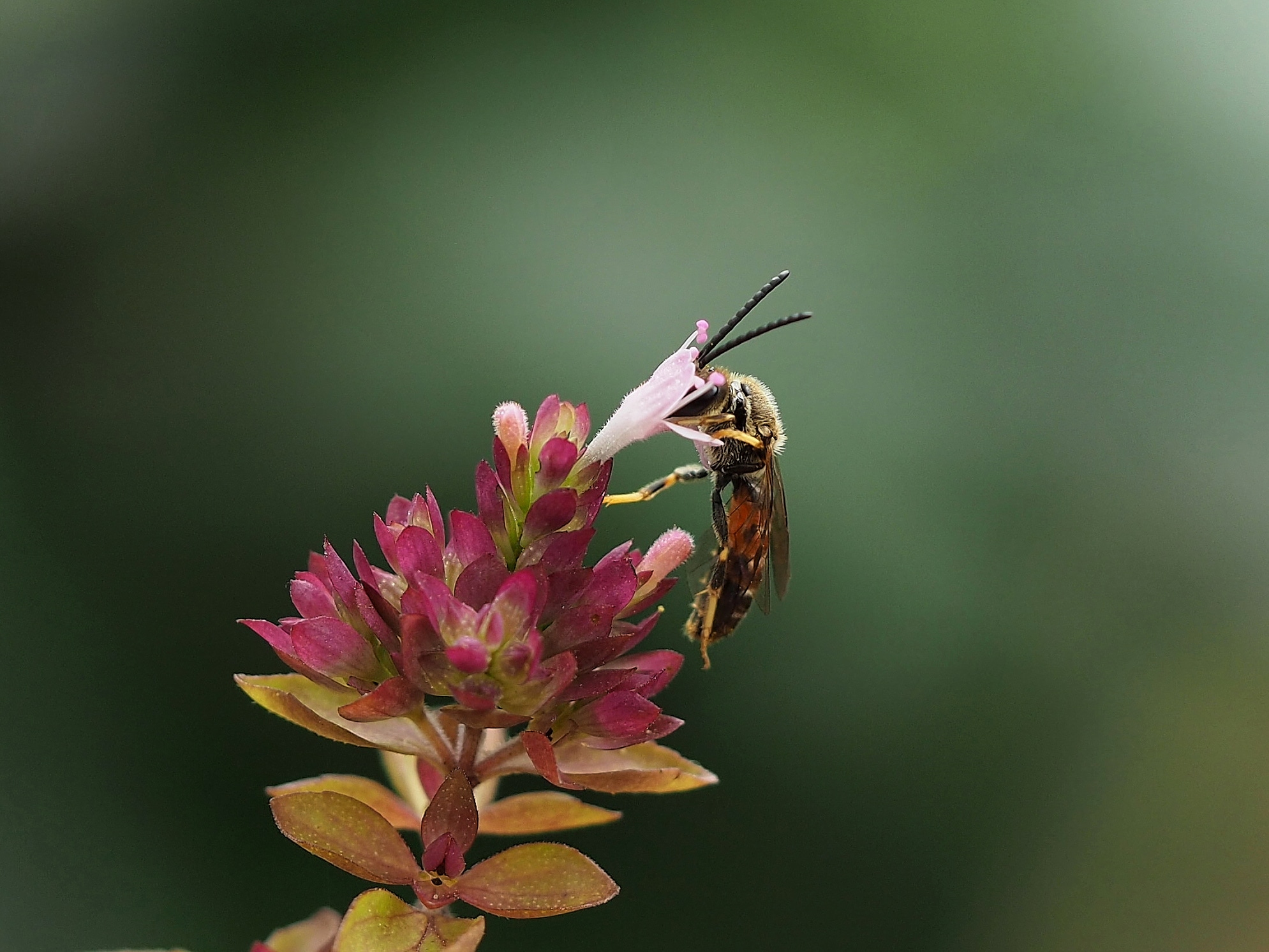 Nationale Auftaktveranstaltung für „BROMMI – Biosphärenreservate als Modelllandschaften für den Insektenschutz“