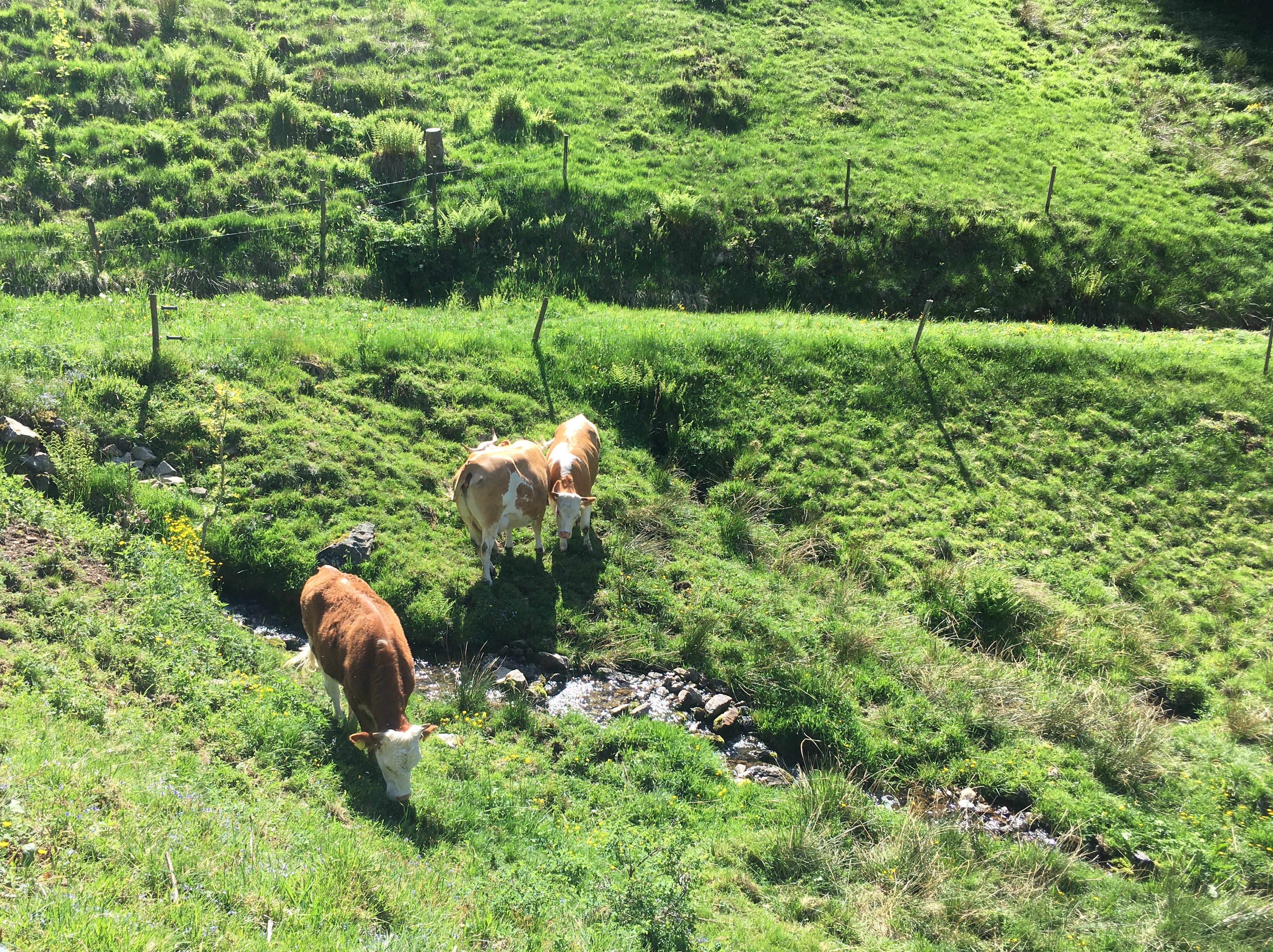 Drei Kühe stehen auf einer Weide an einem Bachlauf